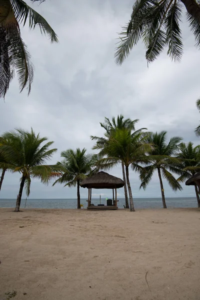 Een Verticaal Uitzicht Palmbomen Het Strand Kustlijn Van Oceaan Een — Stockfoto