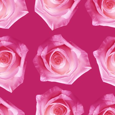 Güzel pembe gül çiçeklerinin yakın plan çekimi.