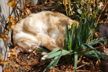 Güneş ışığı altında yerde uyuyan bir sokak kedisine yakın çekim.