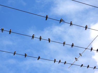 Elektrik hatlarında oturan bir kırlangıç kuşu sürüsü