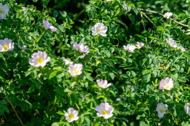 Gül kalça dallarının yakın çekimi.