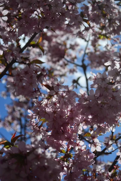 Bellissimo Albero Sakura Fiore — Foto Stock