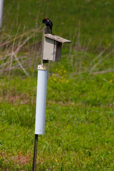 Vertical Shot Red Winged Blackbird Standing Birdhouse Grass Background — Stock Photo, Image