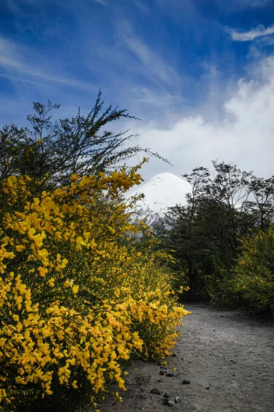 チリのプエルトバラスの美しい空の下で黄色の花を持つ茂みの垂直ショット — ストック写真