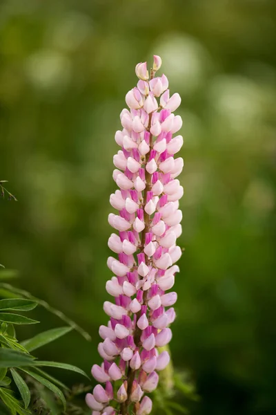 Colpo Verticale Bocciolo Lupino Viola Fiore — Foto Stock