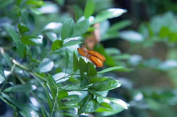 Una Mariposa Dryas Iulia Posada Sobre Una Hoja Verde — Foto de Stock