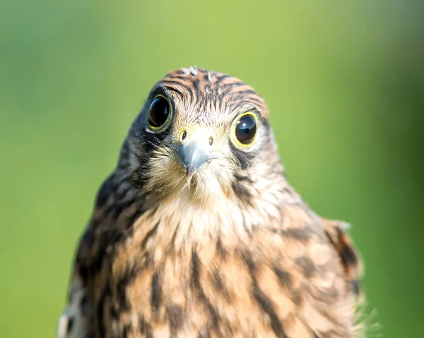 Common Kestrel Bird Park — Stock Photo, Image
