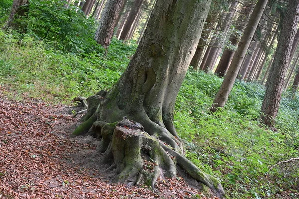 Großaufnahme Großer Baumwurzeln Die Grünen Wald Wachsen — Stockfoto