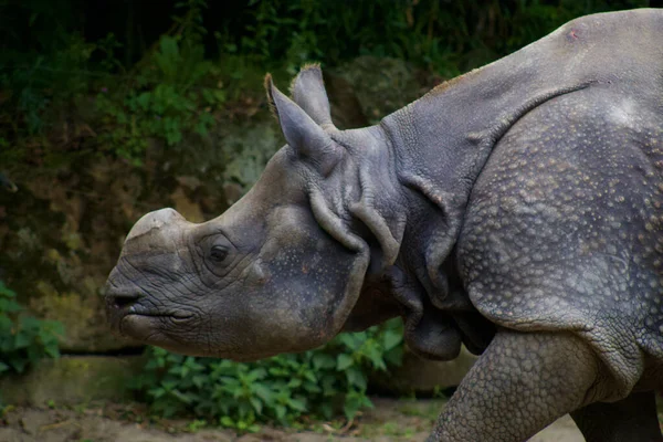 Een Close Van Een Neushoorn Wandelend Diergaarde Blijdorp — Stockfoto