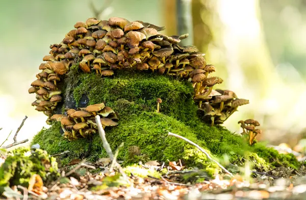 Close Shot Brown Mushrooms Tree Stump Blurred Background — Stock Photo, Image