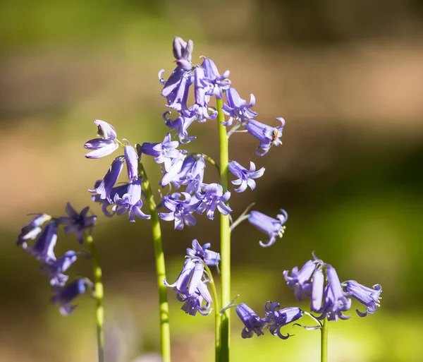 Квіти Блакитного Кольору Саду — стокове фото