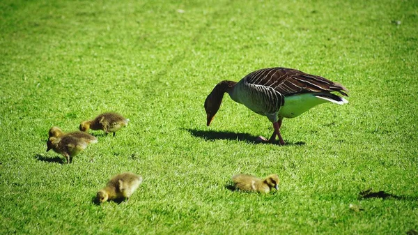 Söta Ankorna Ett Grönt Gräs — Stockfoto