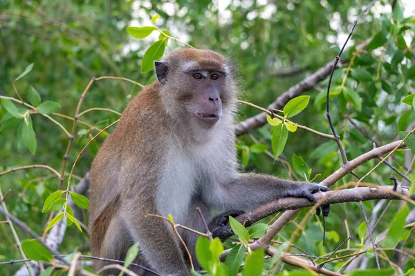 Een Dichtbij Shot Van Een Long Tailed Macaque Aap Een — Stockfoto