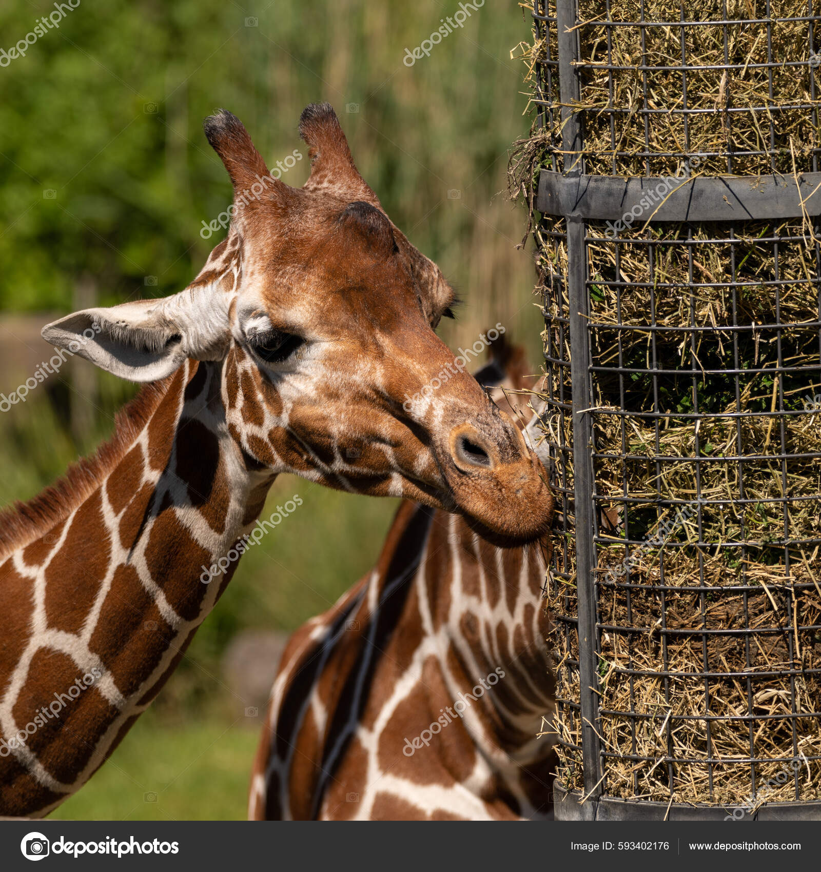 Audubon Zoo in New Orleans welcomes 2 young giraffes - Axios New Orleans, image size:1600x1700