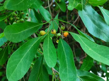 Ortak İsim Lasora, Gunda, Bahuar, Bahuka, Hint Kirazı, Yapışkan Kiraz, Kokulu Manjack, Cordia Dichotoma,