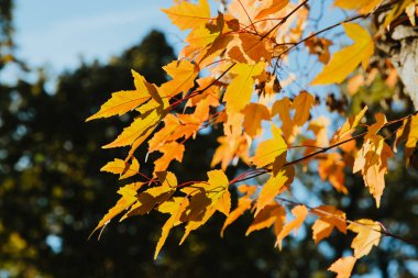 Sonbahar renklerinde bir akçaağaç yaprağı seçici