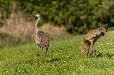 Kum tepesi vincinin seçici odak noktası (antigone canadensis)