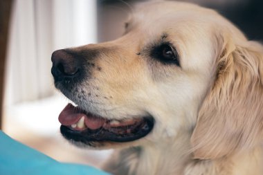 Bahçede mutlu bir golden retriever köpeğinin yakın çekimi.