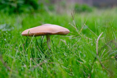 Otların üzerinde çiy taneleri olan bir tarlada yassı şapkalı bir mantar.