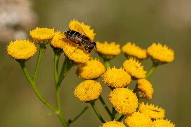 Bulanık bir arka planda bir çiçeğin üzerindeki arıya yakın çekim