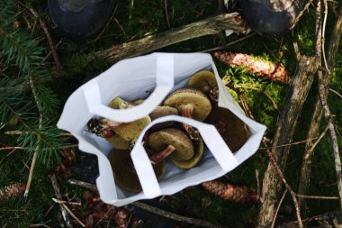 Ormanda bir torba yabani mantar