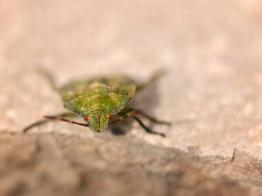 Yerde duran canlı yeşil yaprak böceğinin seçici odak noktası.