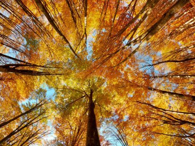 Sonbahar aylarında renkli yapraklarla bir ormanda uzun ve sıska ağaçların düşük açılı görüntüsü.