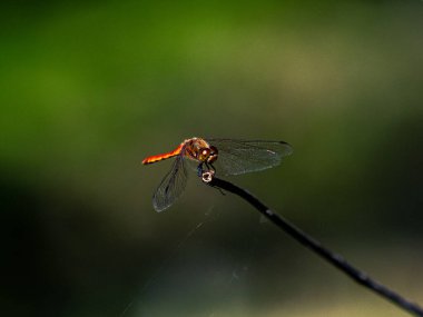 Tokyo, Yoyogi Parkı 'ndaki bir dal üzerinde sonbahar dart yusufçuğuna (sempetrum sıklıkla) yakın çekim