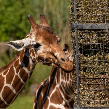 Güneşli bir günde, yedekte saman yiyen zürafanın yakın çekimi.