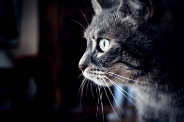 Koyu arkaplandaki yeşil gözlü kedinin yakın plan fotoğrafı.