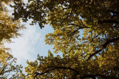 Sonbahar renginde düşük bir ağaç açısı