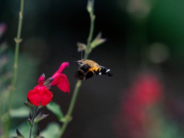 Bulanık bir arkaplanda bebek adaçayı bitkilerinin yakınındaki Maile Pilau Hornworm 'a yakın çekim
