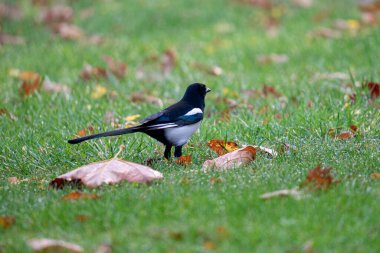 Çimlerin üzerinde yürüyen bir saksağanın yakın plan fotoğrafı..