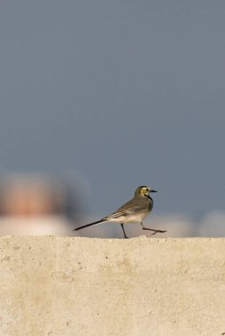 Beyaz bir duvarda beyaz bir kuyruk var.