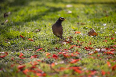 Myna kuşunun tarladaki çimlerin üzerindeki güzel manzarası.