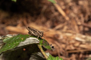 Bir bitkinin üzerindeki çekirgenin yakın plan çekimi.