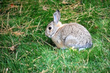 Açık kahverengi bir tavşanın şirin bir görüntüsü. Kulakları yukarıda çimlerin üzerinde oturuyor.