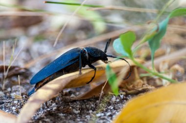 Yaprağın üzerindeki siyah bahçe böceğinin seçici odak noktası.