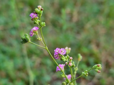 Bir Kapanış Kısa Ayurvedic Aushadhi Punarnava Çiçek Bitkisi