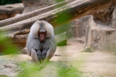 Hayvanat bahçesindeki babunun seçici odak noktası.
