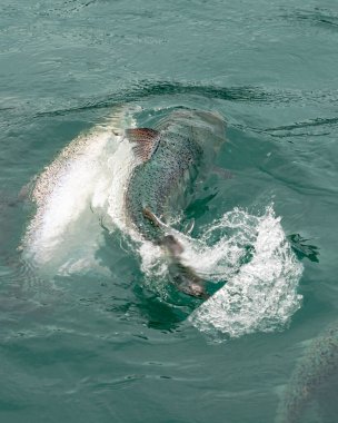 Bir Chinook somonu Oncorhynchus tschawytscha, High Country Somon, Twizel Yeni Zelanda