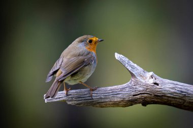 Avrupalı bir Robin 'in bulanık bir arka planda ağaç dalında dikilirken yakın çekimi.