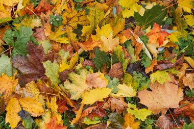 Kopya alanı için sonbahar boyunca renkli akçaağaç yapraklarının üst görünümü