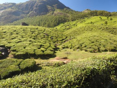 Munnar, Kerala 'daki çay çiftliğinin güzel bir fotoğrafı.
