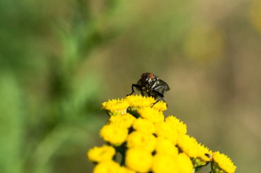Bahçedeki bir çiçeğin üzerindeki sineğin yakın çekimi.