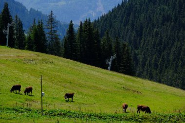 Tepedeki bir grup inek yeşillikle kaplıydı.