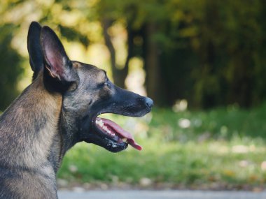 Belçikalı bir çoban köpeğinin doğal bir odak noktası.