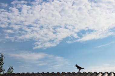 Bulutlu bir gökyüzünün altında, bir binanın tepesinde duran güzel bir kara kuş manzarası.