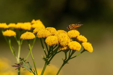 A closeup of a bee on a flower in a garden