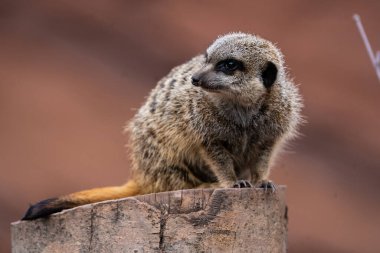 Ahşap bir yüzeydeki mirketin yakın plan fotoğrafı.
